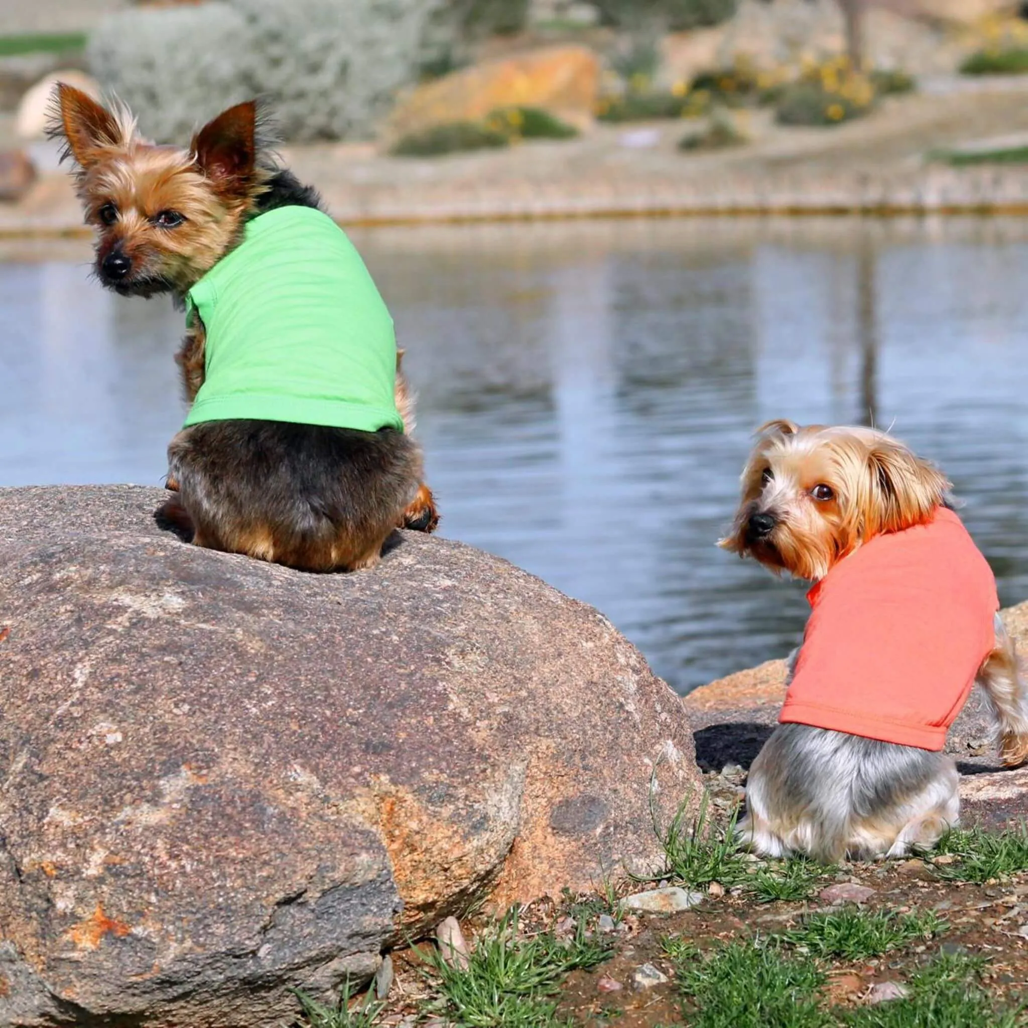 Green Flash Cotton Dog Tank